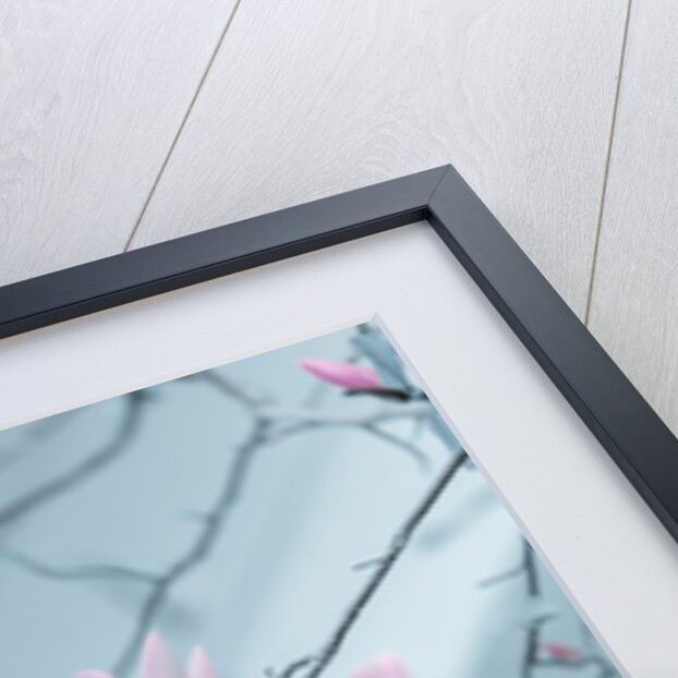 Magnolia flowers by Assaf Frank